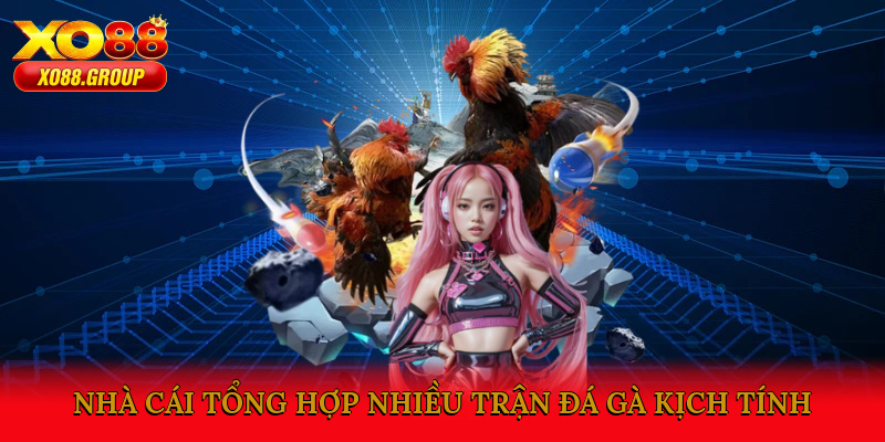 Nhà cái tổng hợp nhiều trận đá gà kịch tính